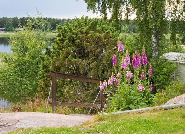 Rosa und lila Lupinenblüten — Stockfoto