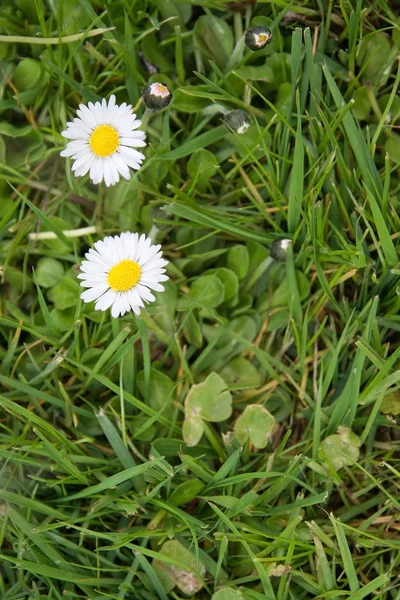 Bellis perennis branco na grama verde — Fotografia de Stock