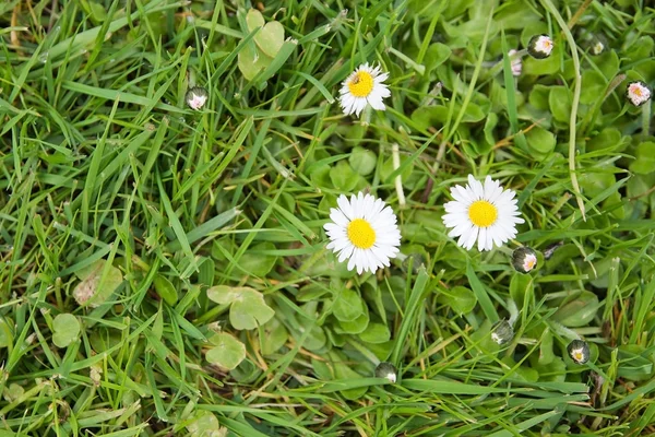White bellis perennis in green grass — Stock Photo, Image