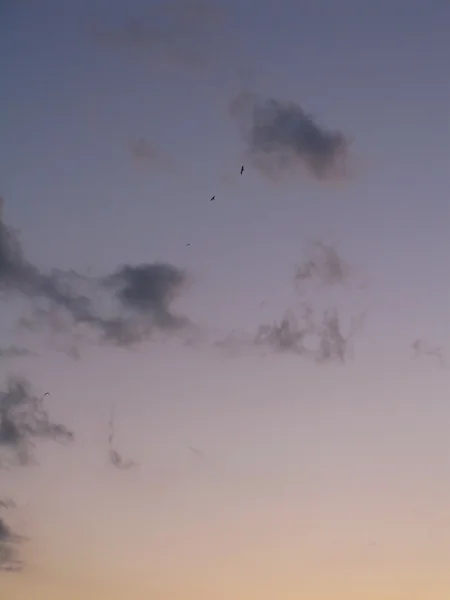 Высокое небо с летающими птицами — стоковое фото
