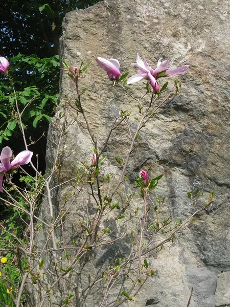 Drzewa magnolii z kwiatami — Zdjęcie stockowe