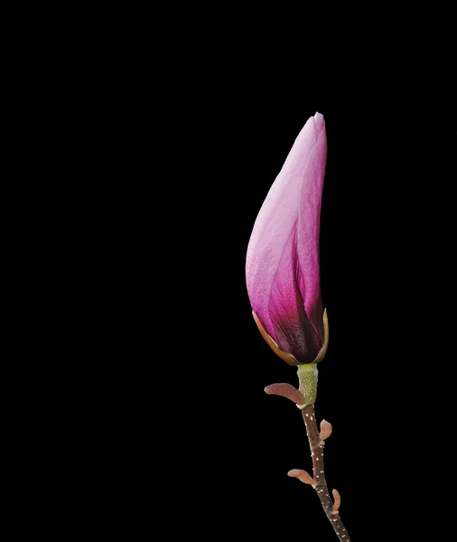 Рожевий бутон квітки магнолії — стокове фото