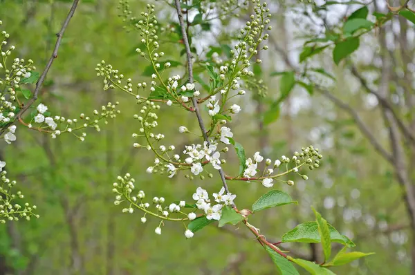 Vita vårblommor — Stockfoto