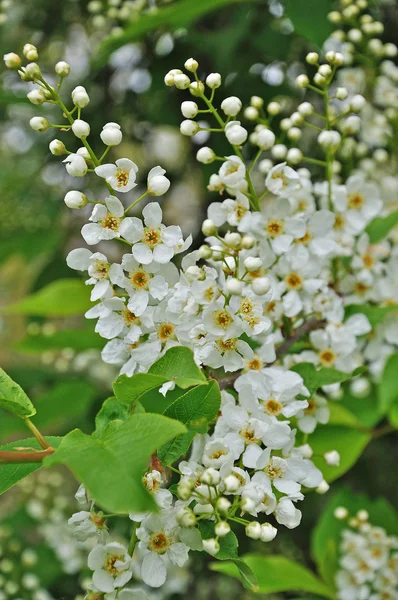 Flores brancas da primavera — Fotografia de Stock