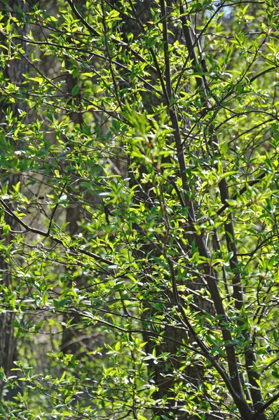 Las hojas frescas nuevas sobre el arbusto en primavera — Foto de Stock