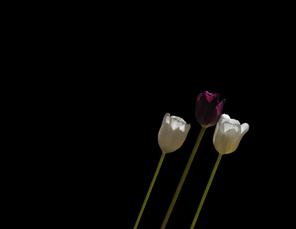 Trzy tulipany pochylony — Zdjęcie stockowe