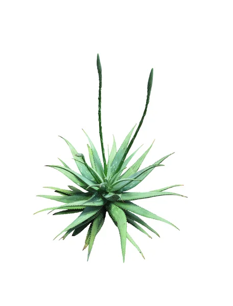 Aloe vera planta med knoppar — Stockfoto