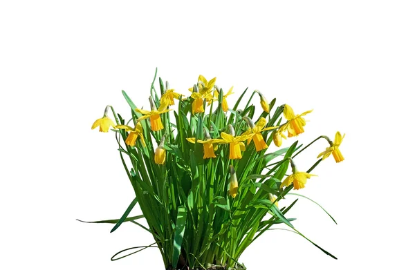 Yellow daffodils and green leaves — Stock Photo, Image