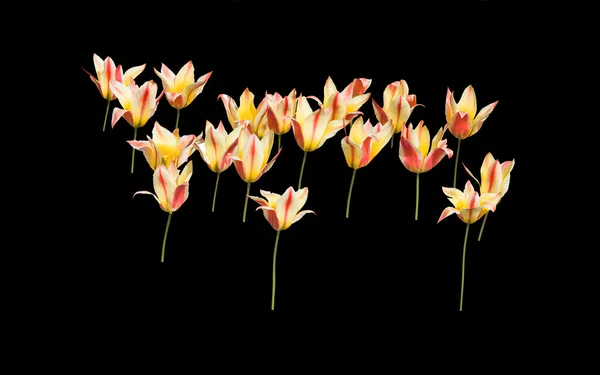 Gelbe und rote Tulpen abstrakt — Stockfoto
