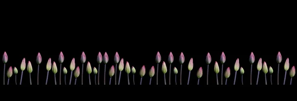 Margem das tulipas roxas — Fotografia de Stock