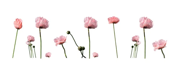 Pale salmon pink poppies — Stock Photo, Image