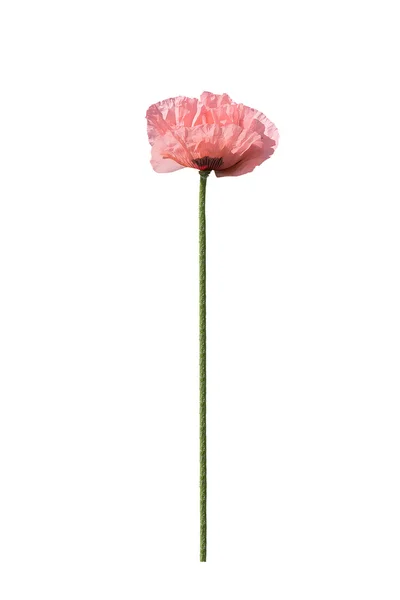 Pale salmon pink poppies — Stock Photo, Image