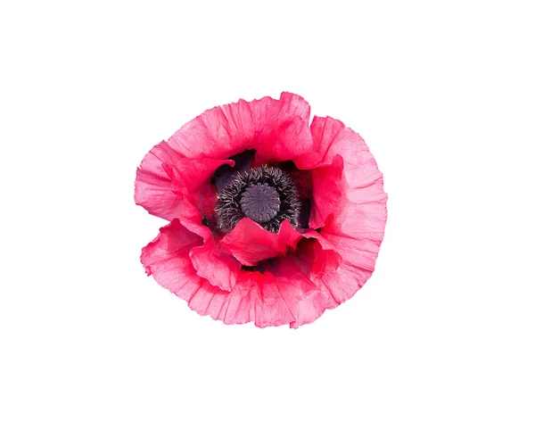 Pink poppy flower — Stock Photo, Image