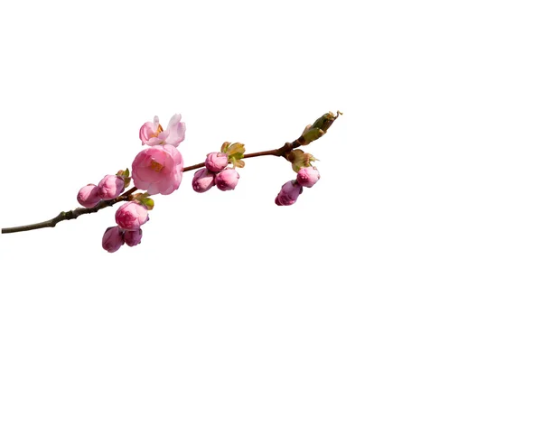 Twigs with pink cherry blossoms — Stock Photo, Image