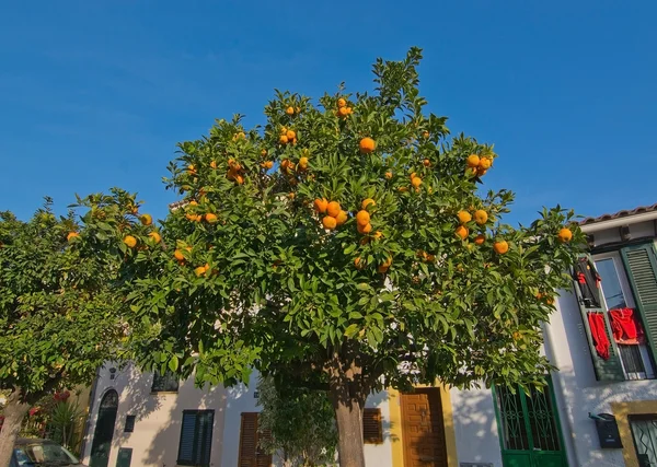 Naranjo con fruta madura fuera de los edificios de dos pisos — Foto de Stock