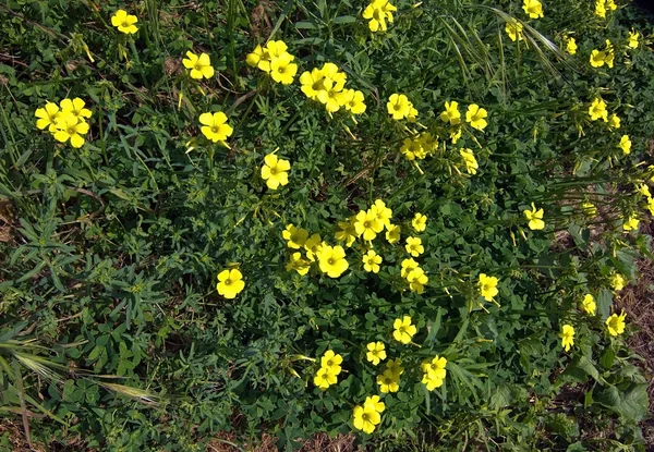 Gelbe Blüten voller Rahmen — Stockfoto