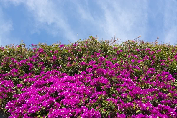 Pink bougainvillea flowers and sky — Stock Photo, Image