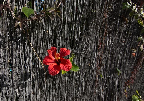 Fiore di ibisco rosso — Foto Stock