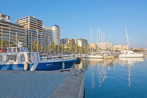 Palma marina i solljus — Stockfoto