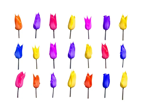 Üç satır renkli Lale — Stok fotoğraf