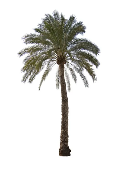Palmiye ağacı izole — Stok fotoğraf