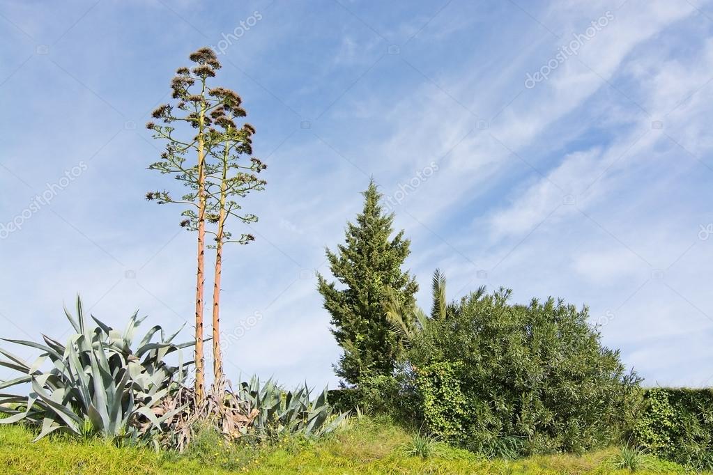 Aloe Vera Flower And Wild Vegetation Stock Photo