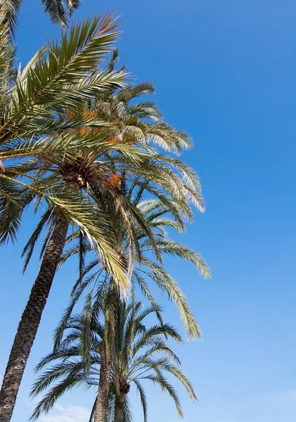 Palmiye ağacı ve güneş — Stok fotoğraf