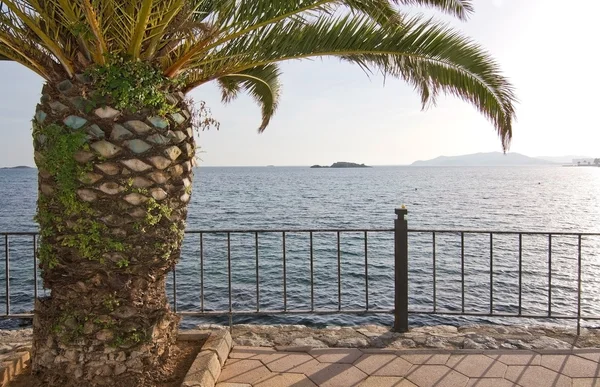 Beautiful green palm tree Ibiza — Stock Photo, Image