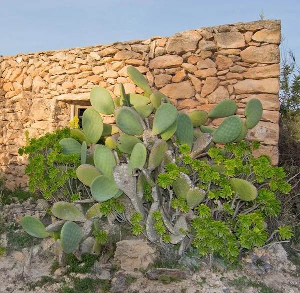 Trockensteinhaus-Kaktus und gelbe Blumen — Stockfoto