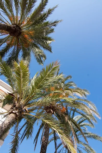 Palmetre og sol – stockfoto
