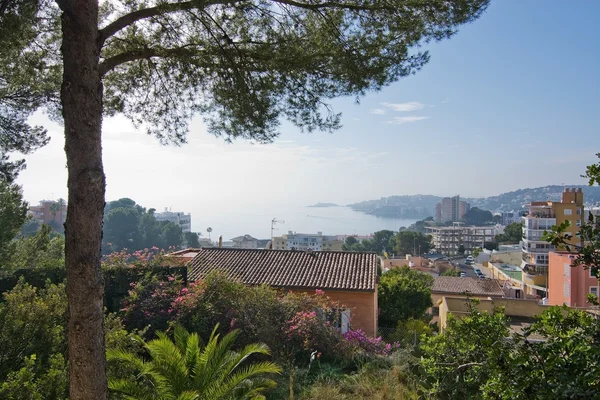 Cala Mayor ocean view with pine tree — Stock Photo, Image