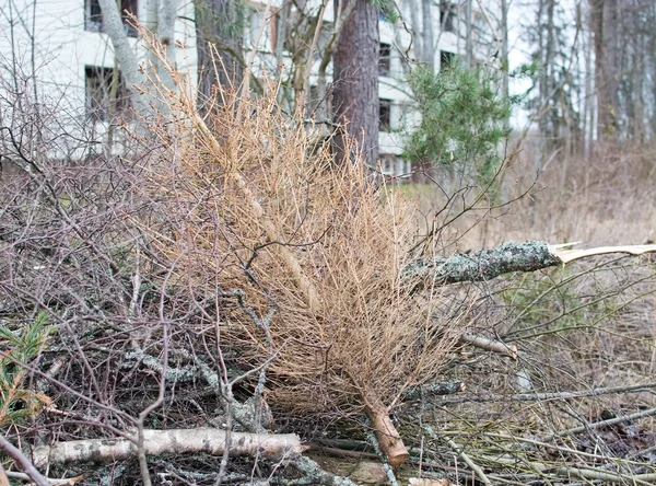 Thrown out old dry Christmas tree — Stock Photo, Image