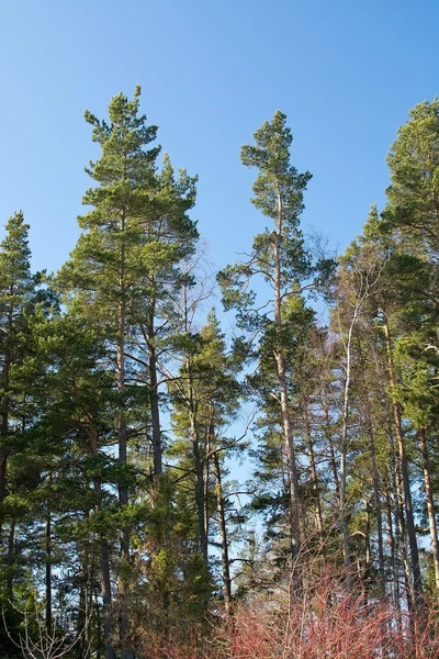 Copas de árboles forestales — Foto de Stock