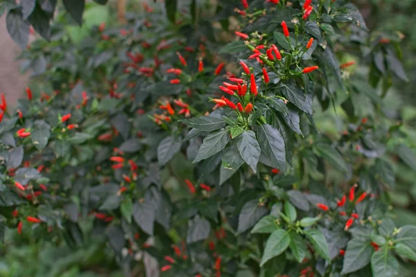 Rote Chilischoten — Stockfoto