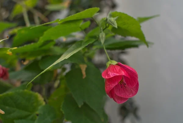 Kırmızı malva çiçek — Stok fotoğraf