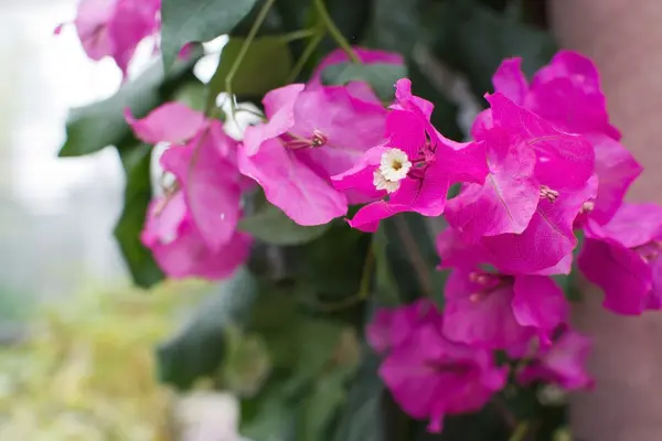 Pink bougainvillea with green vegetation — Stock Photo, Image