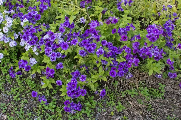 Mor ve beyaz çiçekler Barrgilia — Stok fotoğraf