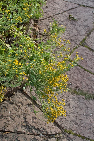 カモミール マトリカリア chamomille 花 — ストック写真