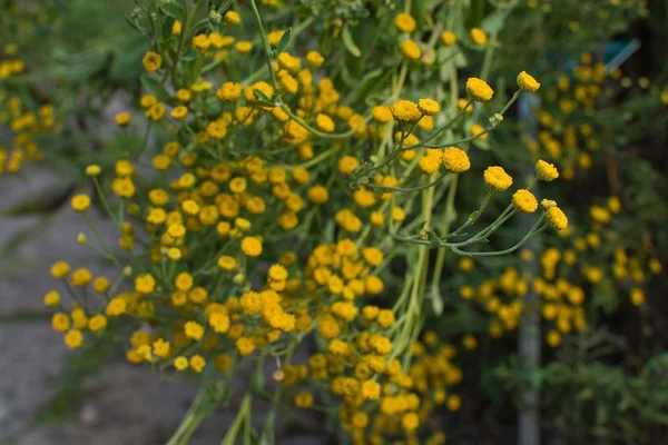 Kamille Matricaria chamomille bloemen — Stockfoto