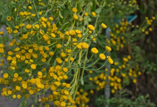 Kamille Matricaria chamomille bloemen — Stockfoto