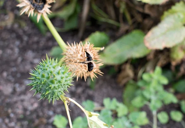 Thorn apple weed — Stock Photo, Image