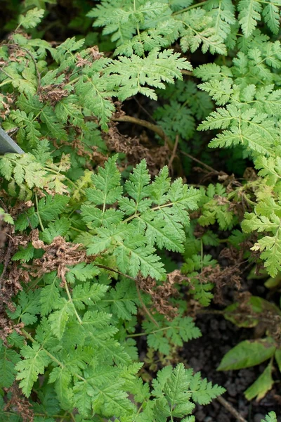 Sweet cicely Myrrhis odorata — Stock Photo, Image