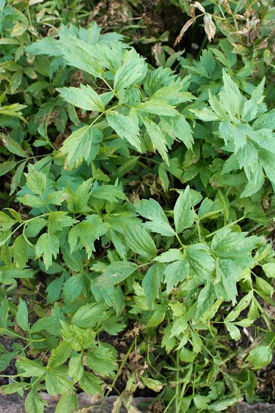 Amore Prezzemolo Levisticum officinale — Foto Stock