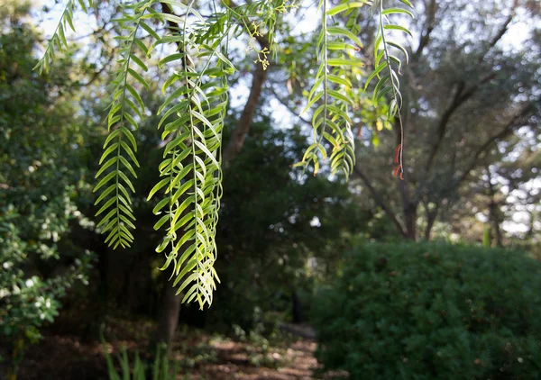 Folhas verdes penduradas com bokeh fora de foco — Fotografia de Stock