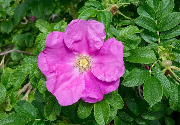 Różowy rock rose zbliżenie z włoskami — Zdjęcie stockowe
