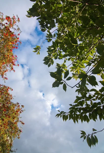 Autumn leaves forest detail red rowan-berries — Stock Photo, Image