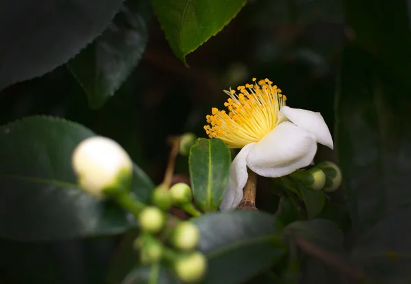 Weiße Kamelienblüten — Stockfoto