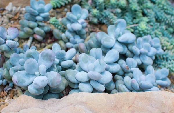 Maansteen mollige blauwachtig groene sappig — Stockfoto