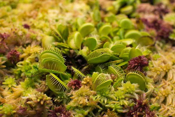 Venus flytrap closeup — Stockfoto