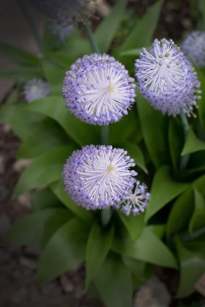 Purple flowers Scilla peruviana — Stock Photo, Image